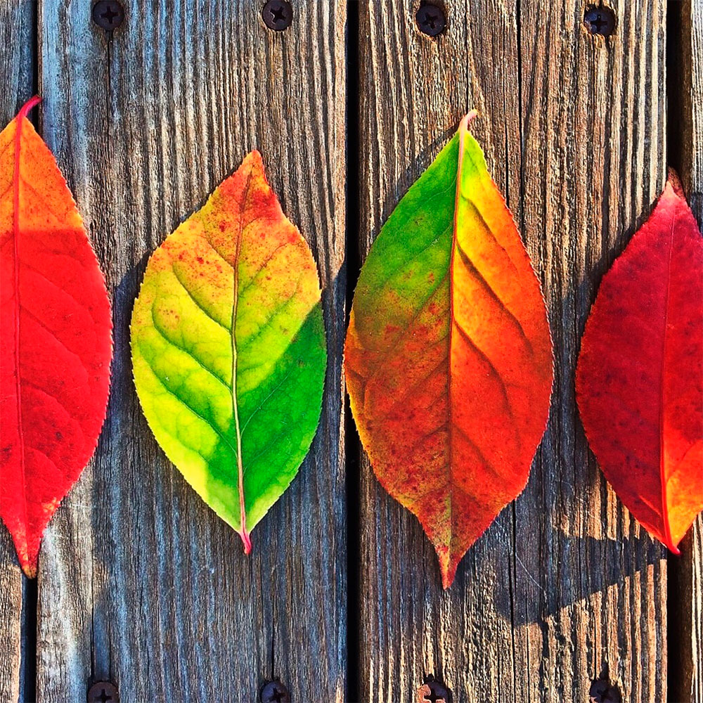 fall